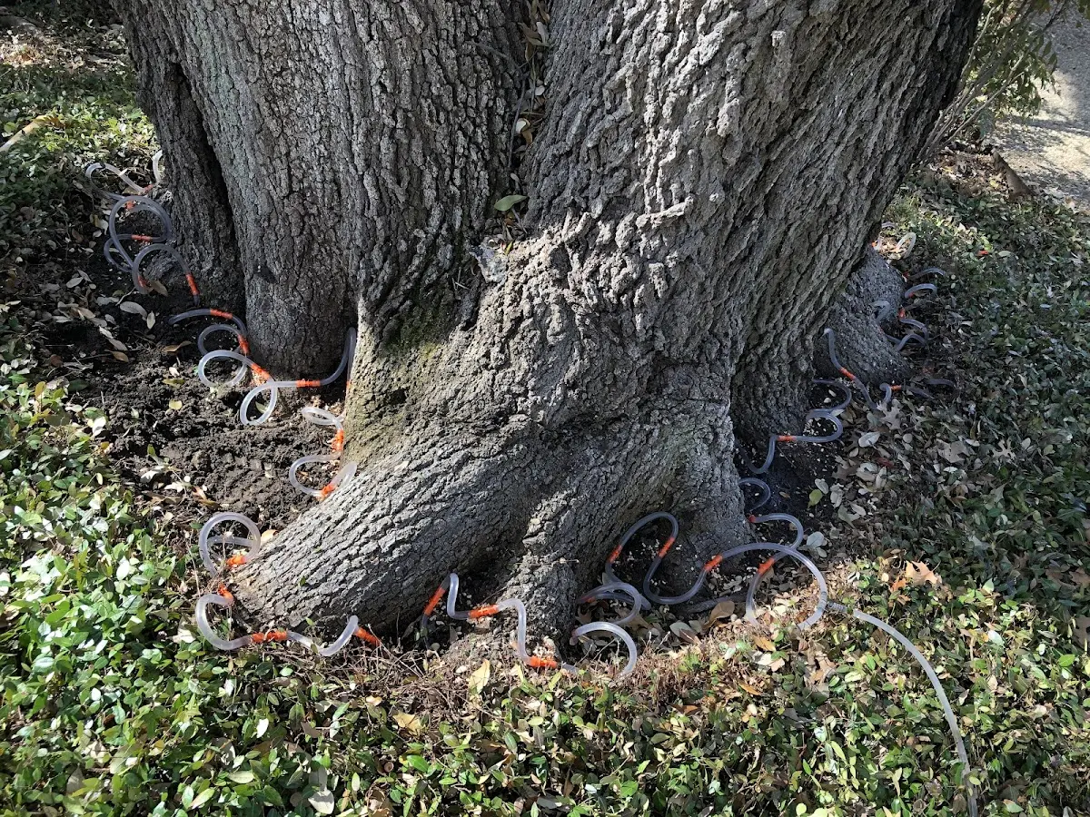 Detailed Tree Cabling and Bracing job site in Marvel