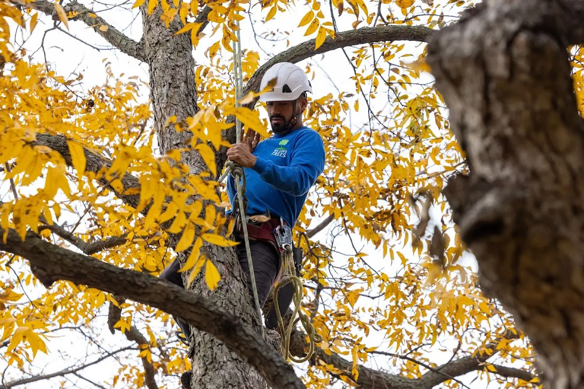 Skilled Tree Transplanting crew working in Marvel